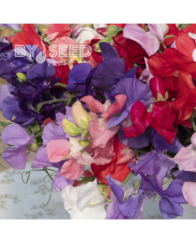 Pois de Senteur King Size Formula Mixture