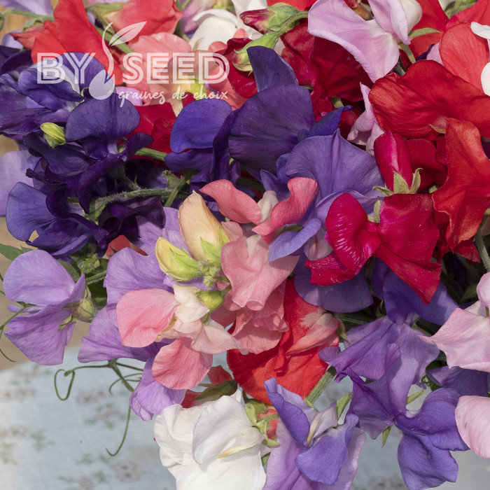 Pois de Senteur King Size Formula Mixture