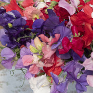 Pois de Senteur King Size Formula Mixture