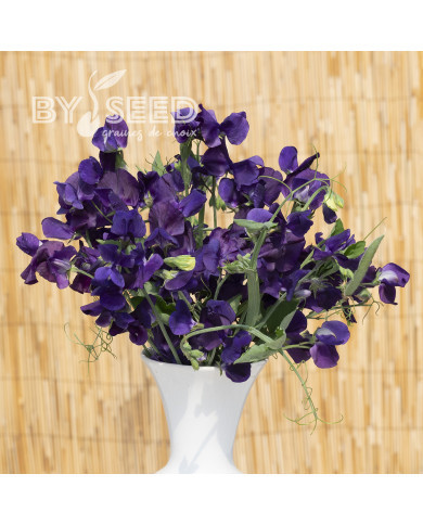 Pois de Senteur King Size Navy Blue