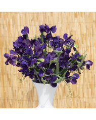 Pois de senteur Purple Pimpernel