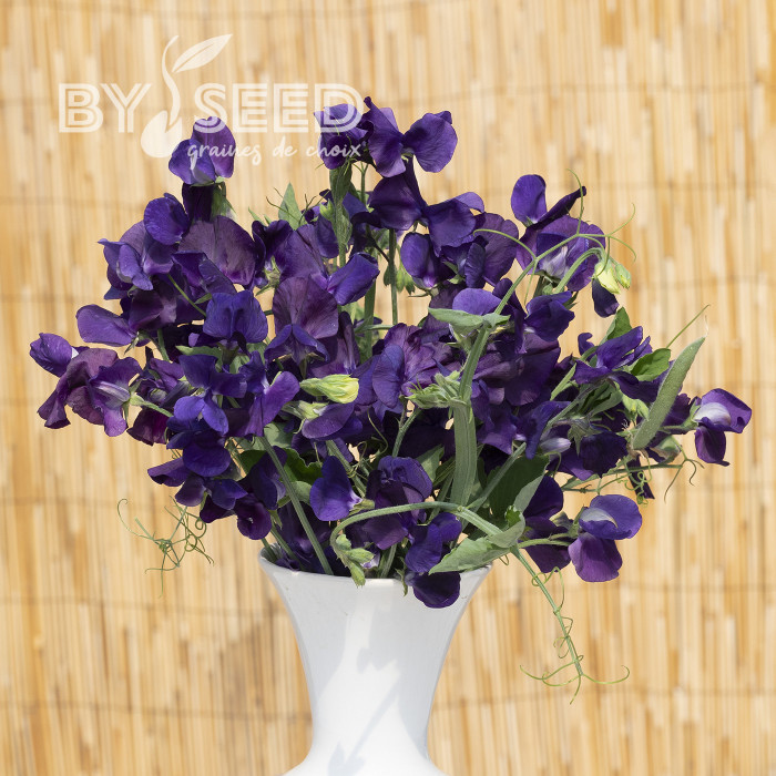 Pois de Senteur King Size Navy Blue