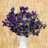 Pois de Senteur King Size Navy Blue