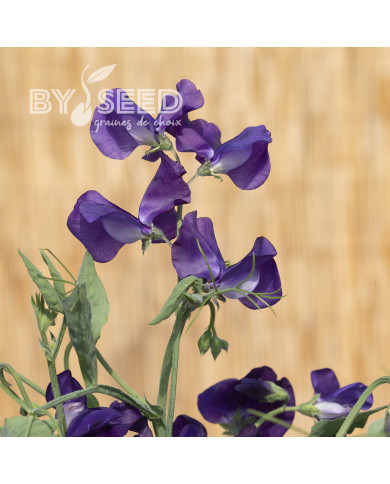 Pois de Senteur King Size Navy Blue