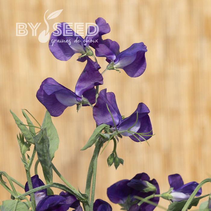 Pois de Senteur King Size Navy Blue