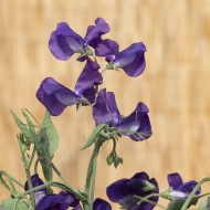 Pois de Senteur King Size Navy Blue