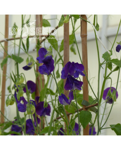 Pois de Senteur King Size Navy Blue