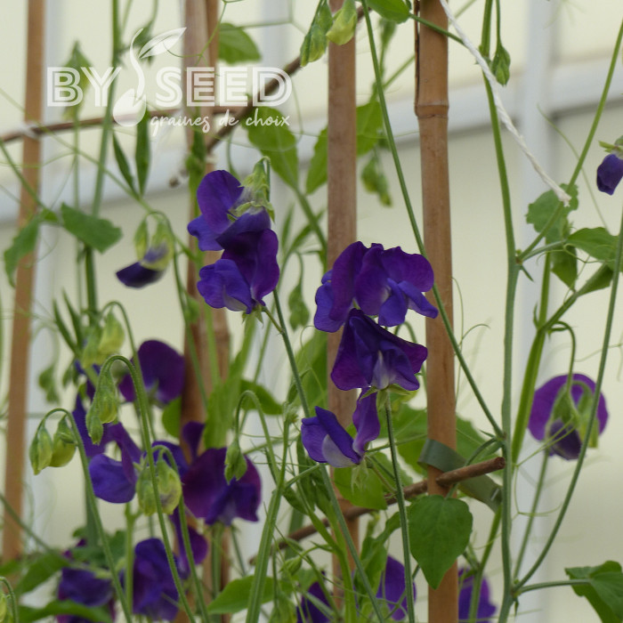 Pois de Senteur King Size Navy Blue