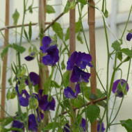 Pois de Senteur King Size Navy Blue