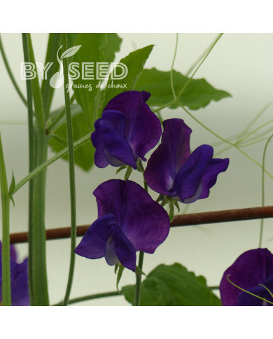 Pois de Senteur King Size Navy Blue