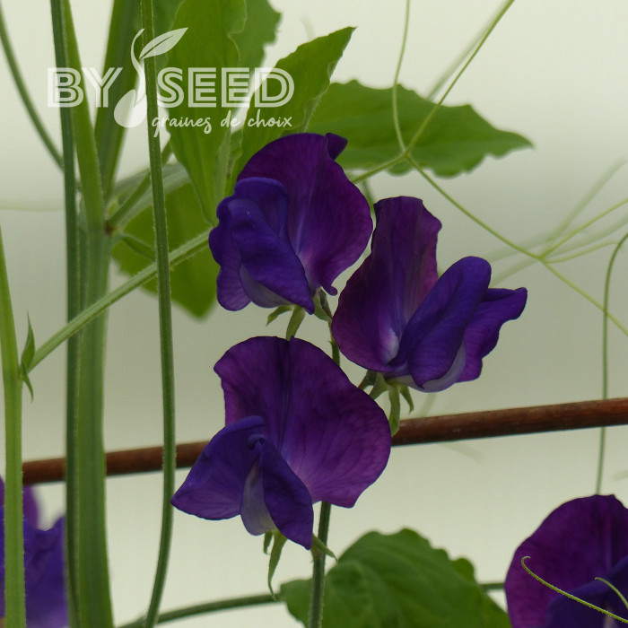 Pois de Senteur King Size Navy Blue