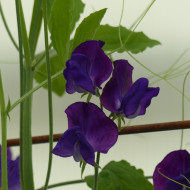 Pois de Senteur King Size Navy Blue