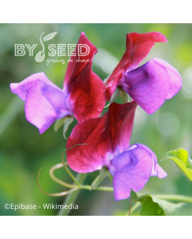 Pois de senteur Purple Pimpernel