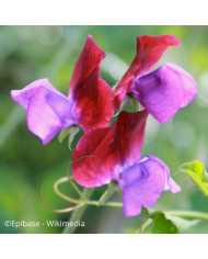 Pois de Senteur Spencer Arthur Hellyer