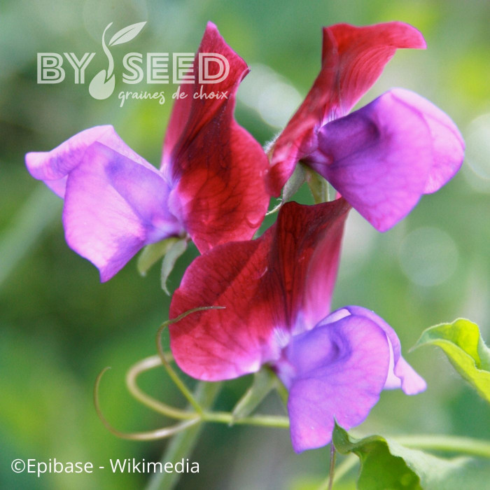 Pois de senteur Purple Pimpernel