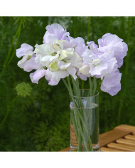 Pois de senteur Purple Pimpernel