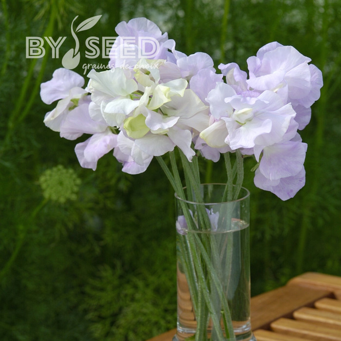 Pois de Senteur Spencer Arthur Hellyer