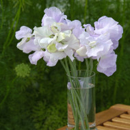 Pois de Senteur Spencer Arthur Hellyer