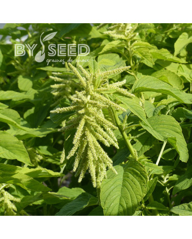 Amarante queue-de-renard Green Cascade (Viridis)