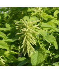 Amarante queue-de-renard Mira