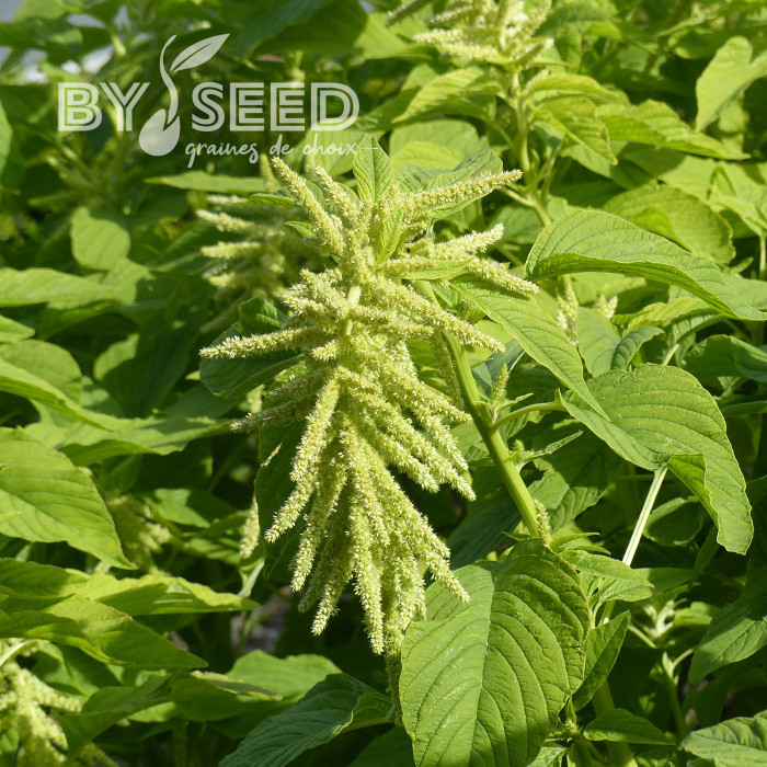 Amarante queue-de-renard Green Cascade (Viridis)