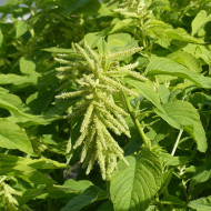 Amarante queue-de-renard Green Cascade (Viridis)