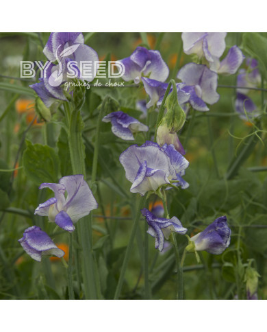 Pois de senteur Spencer Blue Ripple
