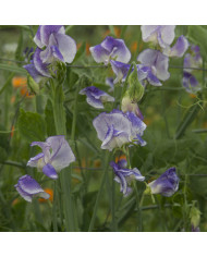 Pois de Senteur Spencer Arthur Hellyer