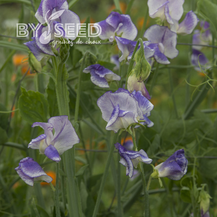 Pois de senteur Spencer Blue Ripple
