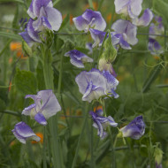 Pois de senteur Spencer Blue Ripple