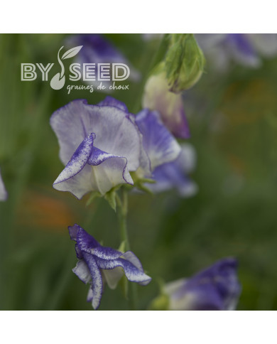 Pois de senteur Spencer Blue Ripple