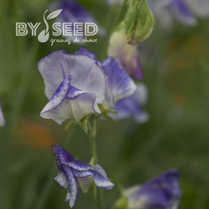 Pois de senteur Spencer Blue Ripple