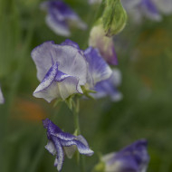 Pois de senteur Spencer Blue Ripple