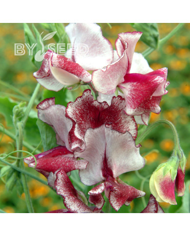 Pois de Senteur Spencer Mars