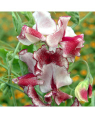 Pois de Senteur Spencer Midnight