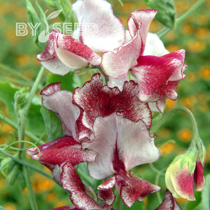 Pois de Senteur Spencer Mars