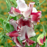 Pois de Senteur Spencer Mars