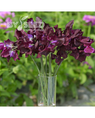 Pois de Senteur Spencer Midnight