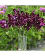 Pois de Senteur Spencer Mars