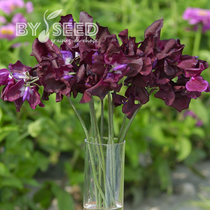 Pois de Senteur Spencer Midnight