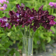 Pois de Senteur Spencer Midnight