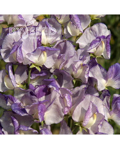 Pois de Senteur Spencer Nimbus