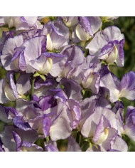 Pois de senteur Spencer Mix BIO