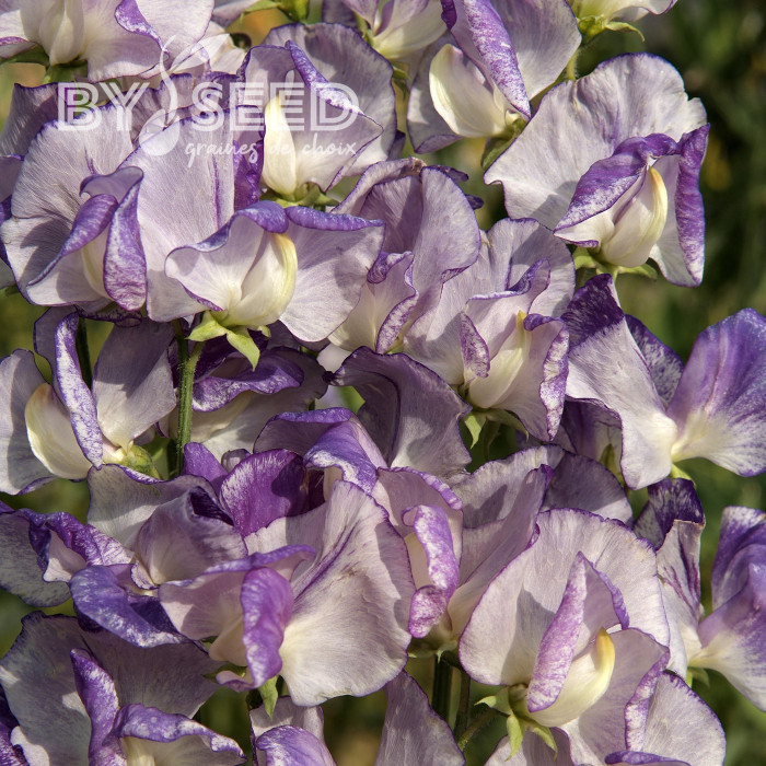 Pois de Senteur Spencer Nimbus