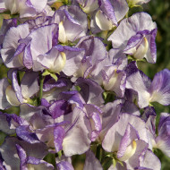 Pois de Senteur Spencer Nimbus