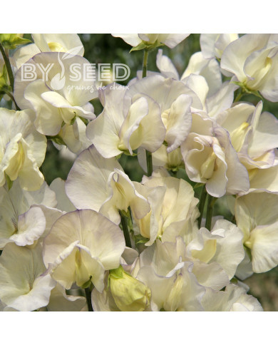 Pois de Senteur Spencer Old Times