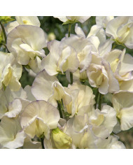 Pois de Senteur Spencer Nimbus