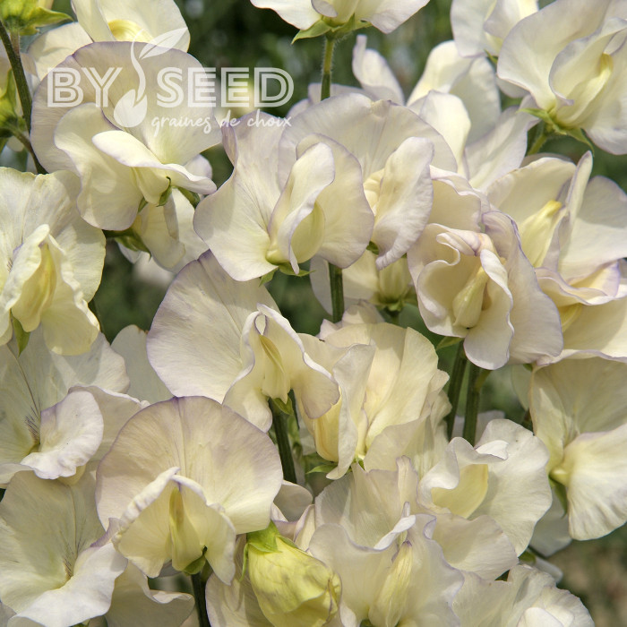 Pois de Senteur Spencer Old Times