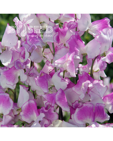 Pois de Senteur Spencer Pulsar