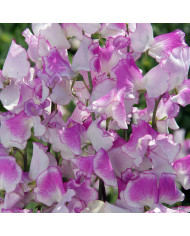 Pois de Senteur Spencer Royal Wedding